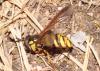 Chrysotoxum intermedium